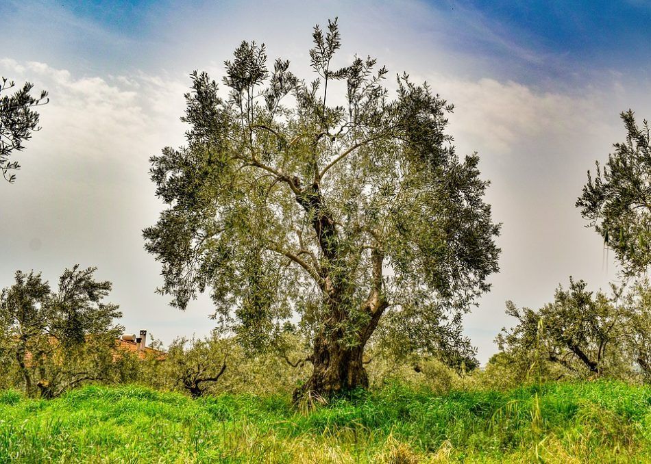 Significado del olivo en la Biblia