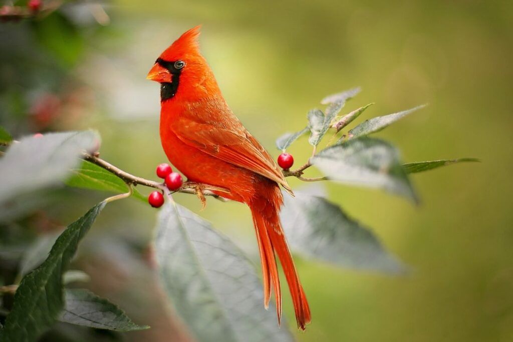 Significado bíblico cardenal rojo