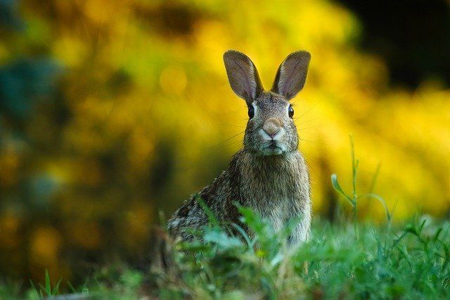Significatu Prufeticu Di Rabbit