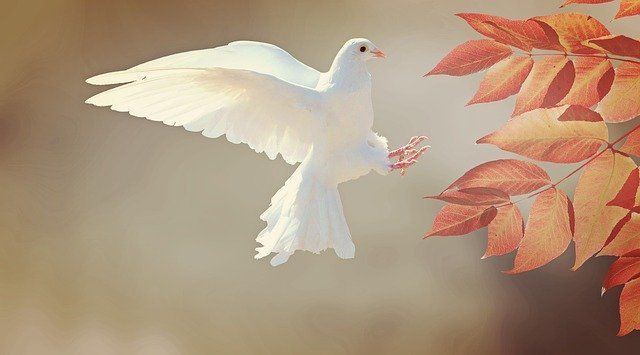 Духовно значење на птици во Библијата