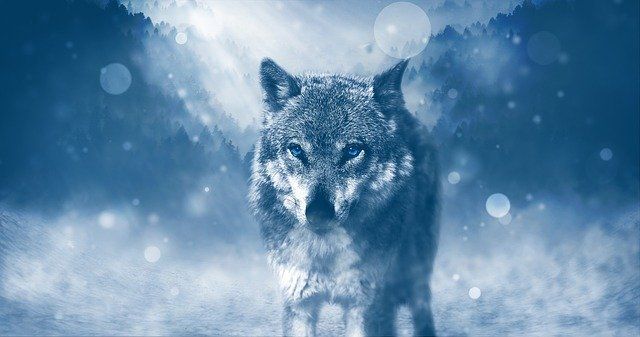 الذئب رمزية في الكتاب المقدس