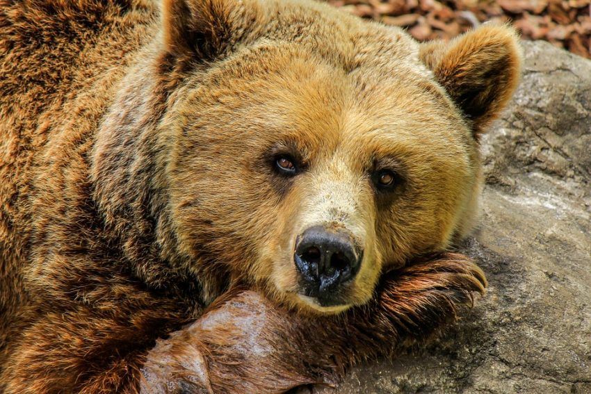Què signifiquen els óssos bíblicament en els somnis?