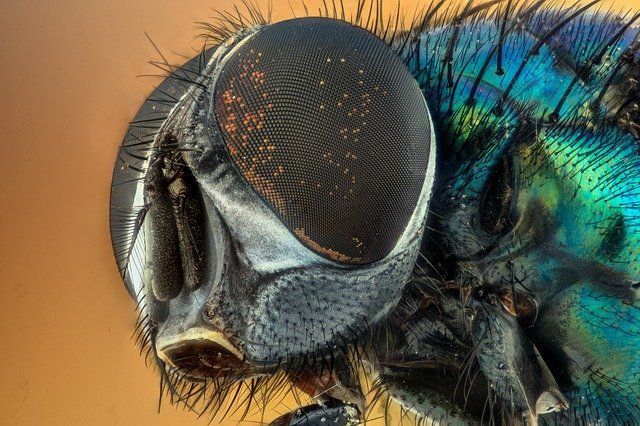 ¿Qué significa cuando sueñas con insectos?
