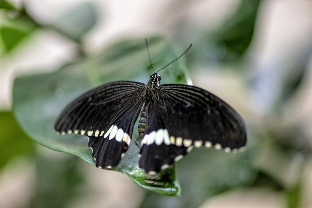 Njirimara Black Butterfly