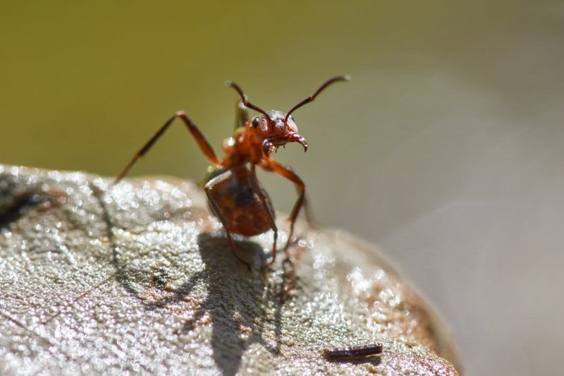 Duchovný význam mravcov v dome